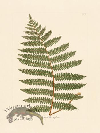 Hooker Fern 08